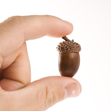 hand holding acorn between two fingers.