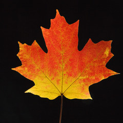 maple leaf in fall color on black.