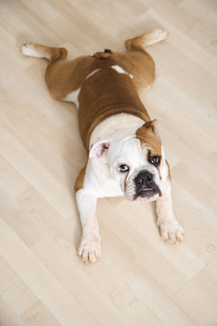 bulldog lying outstretched on wood floor.