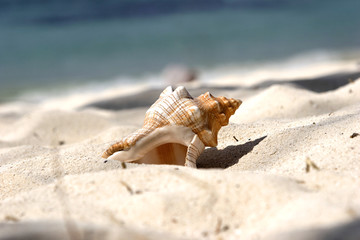 muschel im sand