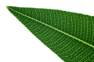 green leaf