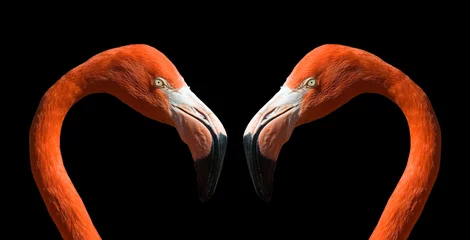 Zelfklevend Fotobehang Flamingo verliefde flamingo& 39 s...