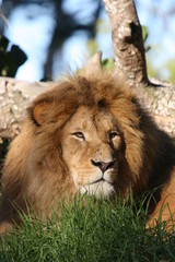 king