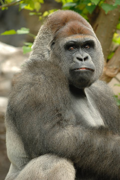 gorilla is posing