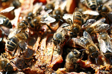 abeilles