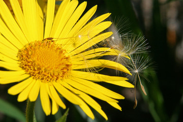 fleur jaune et akène