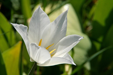fleur blanche