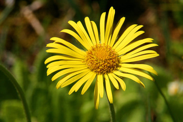 pâquerette jaune