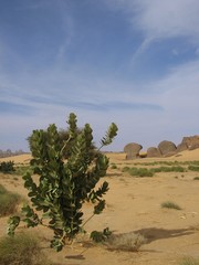 arbuste dans le désert