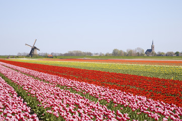 tulipes et moulin à vent 4