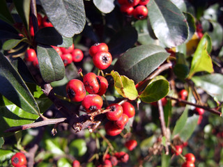 holly berries