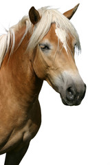 Obraz na płótnie Canvas cavallo desktop
