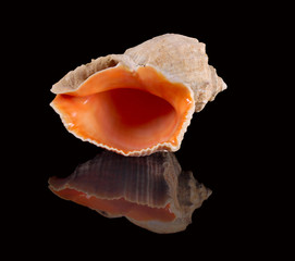 reflecting shell