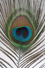 Obraz premium peacock feather