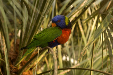 honey macaw lory parrot
