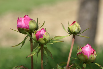 bouton de roses roses
