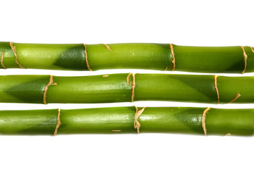 lucky bamboo - 3009941