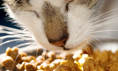 cat food - 3010134