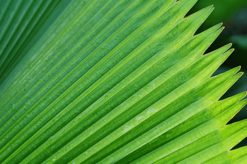 palm tree leave