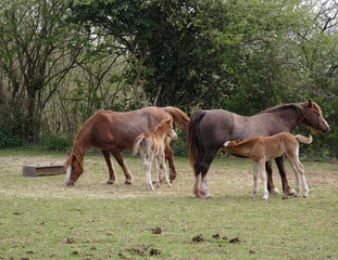 horses and foals