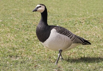 barnacle goose