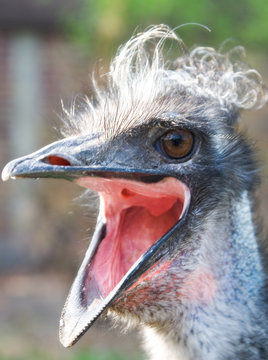 bird emu