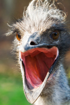 bird emu