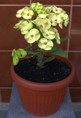 euphorbia mili-mili yellow flower