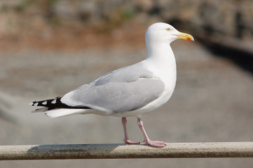 Fototapeta premium seagull