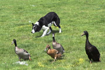 collie herding ducks