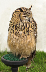 horned owl