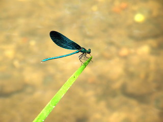 dragonfly