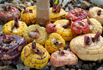 gladiolus bulbs