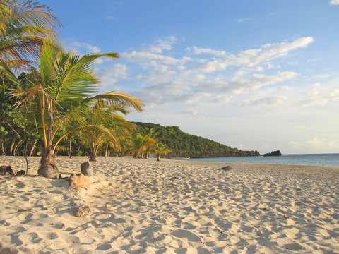 tropical caraibe beach with palm trees and white sand, roatan is