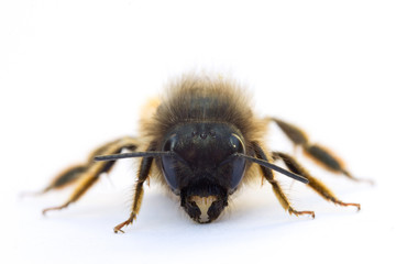 abeille_tete
