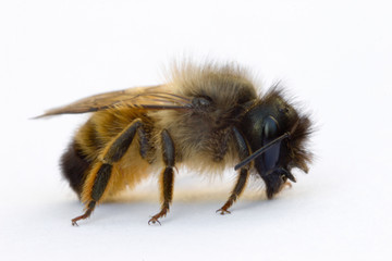 abeille de profil © shocky