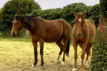 duo de chevaux