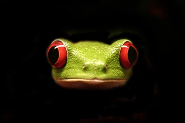 Photo sur Plexiglas Grenouille grenouille folle