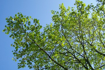 spring leaves