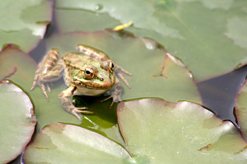 frosch