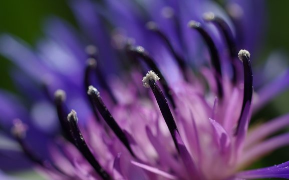 &eacute;tamines et pollen d'un bleuet des montagnes