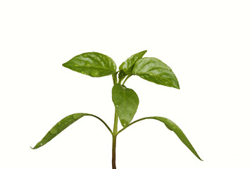 sprout