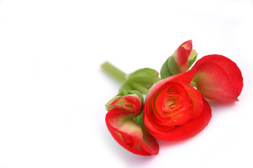 begonia