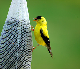 goldfinch bird