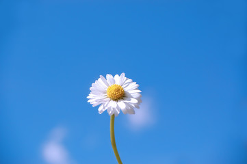 white flower