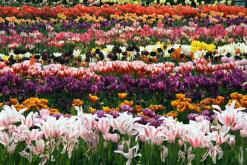 tulip field