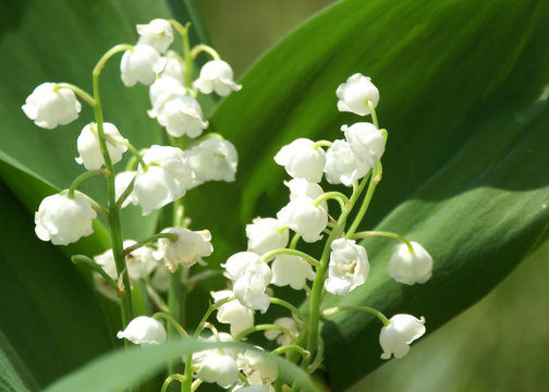 Brin Muguet Images – Browse 1,076 Stock Photos, Vectors, and Video ...