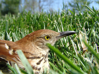 wood thrush