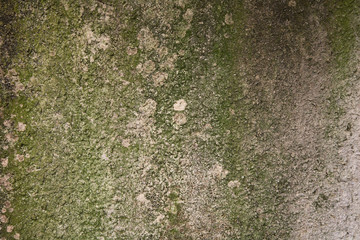 mossy cement texture