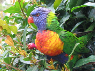 australian rainbow lorikeet